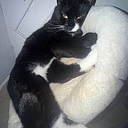 Mittens is registered to the contest to win money with this photo: cat, black_and_white, pet_bed, feline, indoor, fur, relaxed, cozy, whiskers, yellow_eyes, animal, resting, cute, domestic_animal, sleepy, cute_pet, fluffy, home, paw, comfort