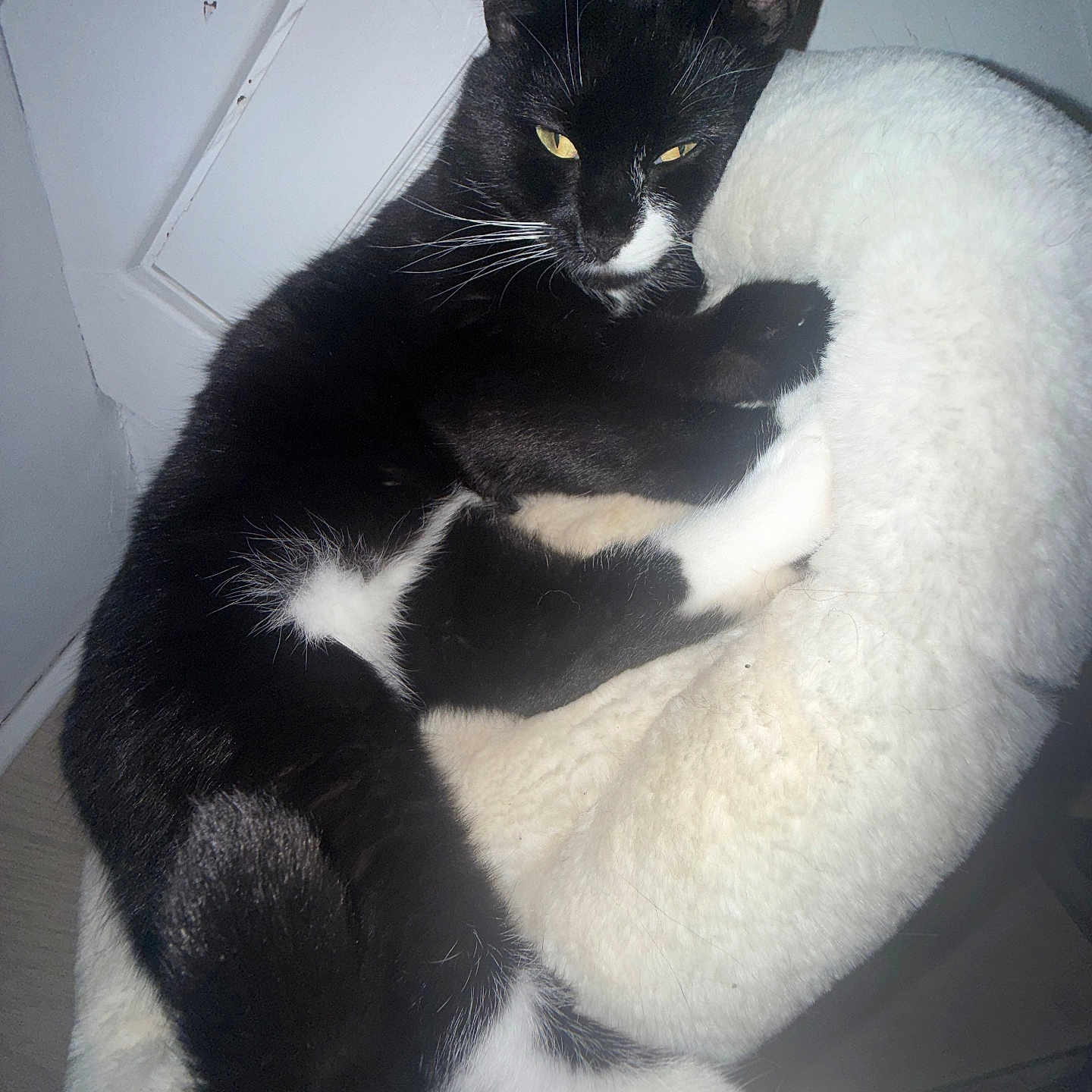 Mittens
