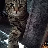 Sheiva joined the competition — help win amazing prizes! cat, tabby, paw, whiskers, feline, indoor, pet, curious, claw, fur, closeup, cat_tree, cozy, stretching, animal, mammal, playful, eyes, cute, domestic_cat