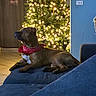 Tank joined the competition — help win amazing prizes! dog, bandana, christmas_tree, lights, couch, indoor, holiday, decorations, pet, relaxed, brown_dog, tile_floor, wall, sofa, festive, home, furniture, decor, animal, house