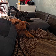 Tank joined the competition — help win amazing prizes! dog, indoor, couch, blanket, resting, brown_dog, black_dog, furniture, cozy, living_room, relaxing, nap, soft_light, wall, drawer, household_items, quiet, companion, pet, comfort