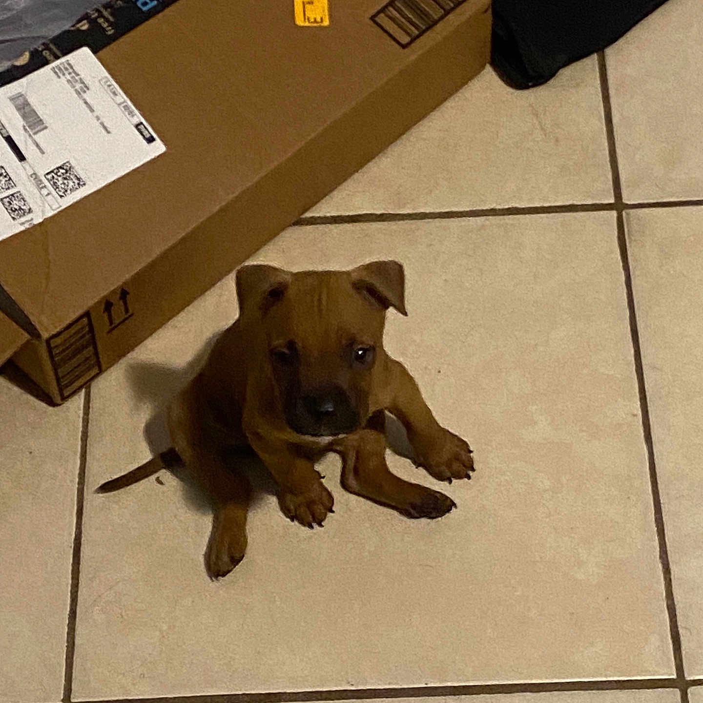 Tank is registered to the contest to win money with this photo: puppy, dog, brown, tile_floor, cardboard_box, indoor, pet, animal, small, cute, ears, floor, box, looking_up, young, domestic_animal, companion, adorable, curious, sitting
