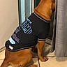 dog, pet, clothing, jersey, indoor, tile_floor, sitting, back_view, curtain, glass_door, brown_dog, animal, window, looking_out, furniture, home, canine, domestic, quiet, still