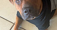 Tank is registered to the contest to win money with this photo: animal, black_clothing, brown_dog, canine, companionship, curious, cute, dog, domestic, ears, floor, hoodie, indoor, looking_up, paw, pet, resting, snout, tiled_floor, young_dog