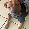 Tank is registered to the contest to win money with this photo: dog, pet, brown_dog, hoodie, indoor, floor, tiled_floor, looking_up, curious, canine, animal, paw, ears, snout, black_clothing, domestic, companionship, cute, young_dog, resting