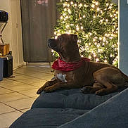 Tank joined the competition — help win amazing prizes! bandana, brown_dog, christmas_tree, couch, cozy, decorations, dog, domestic, evening, festive, furniture, holiday, home, indoors, lights, pet, relaxed, side_view, tile_floor, warm_lighting