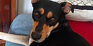 Bella participe au concours pour gagner de l'argent avec cette photo : animal, black_tan, blue_couch, canine, companion, couch, cozy, dog, ears_up, face, fur, furniture, home, indoor, looking_back, pet, pillow, relaxed, resting, wooden_door