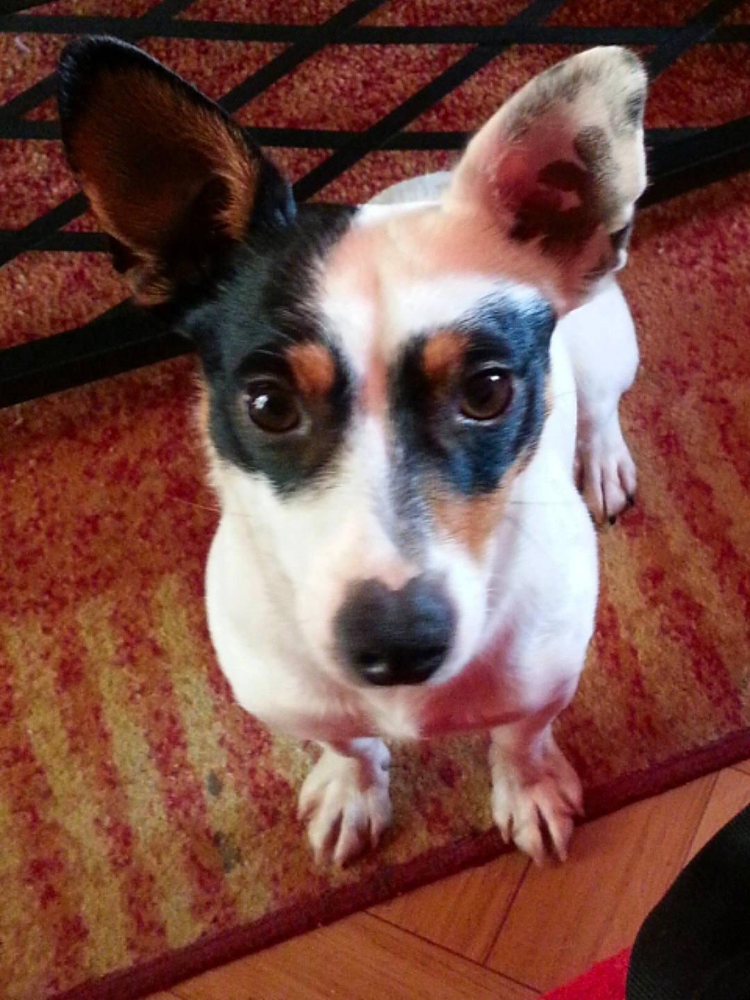 Prince participe au concours pour gagner de l'argent avec cette photo : canidae, carnivore, companion_dog, dog, dog_breed, dog_supply, door, ear, fawn, flooring, fur, hardwood, irishjacks, snout, sporting_group, terrier, toy_dog, whiskers, wood, working_animal