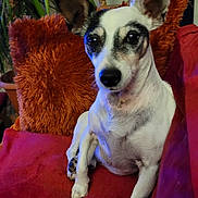 Prince participe au concours pour gagner de l'argent avec cette photo : accessories, animal, armchair, blanket, bulldog, canine, chair, chihuahua, couch, cushion, dog, furniture, homedecor, hound, husky, pet, plant, puppy, terrier, velvet