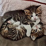 Aglaé Et Sidonie a rejoint le concours — aidez-le/la à gagner de superbes lots ! abyssinian, animal, bed, bedroom, blanket, cat, couch, cushion, egyptiancat, furniture, homedecor, indoors, kitten, manx, person, pet, quilt, room, sleeping