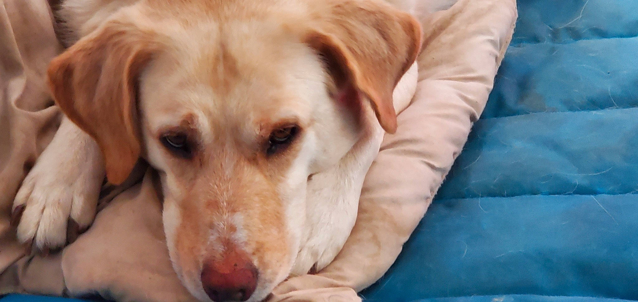 Naho a rejoint le concours — aidez-le/la à gagner de superbes lots ! canidae, carnivore, comfort, companion_dog, dog, dog_breed, dog_supply, fawn, fur, gun_dog, labrador_retriever, paw, retriever, snout, sporting_group, street_dog, whiskers, working_animal