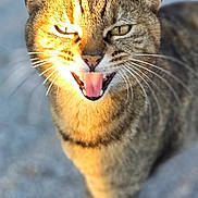 Stanley participe au concours pour gagner de l'argent avec cette photo : animal, blurred_background, cat, closeup, daylight, ears, expression, face, feline, fur, ground, mouth_open, nature, outdoor, pet, sunlight, tabby, tongue, walking, whiskers