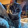 cat, tabby, indoor, blanket, cozy, curious, close_up, feline, whiskers, ears, fur, pet, domestic_animal, home, soft_texture, warm_light, relaxed, animal_portrait, comfort, resting