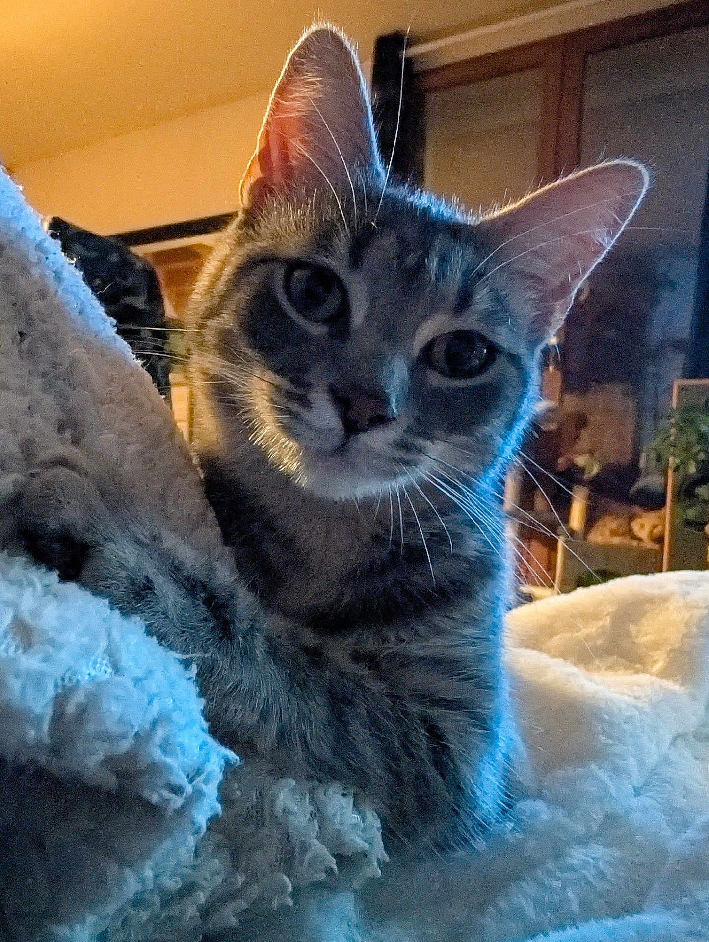 Nala