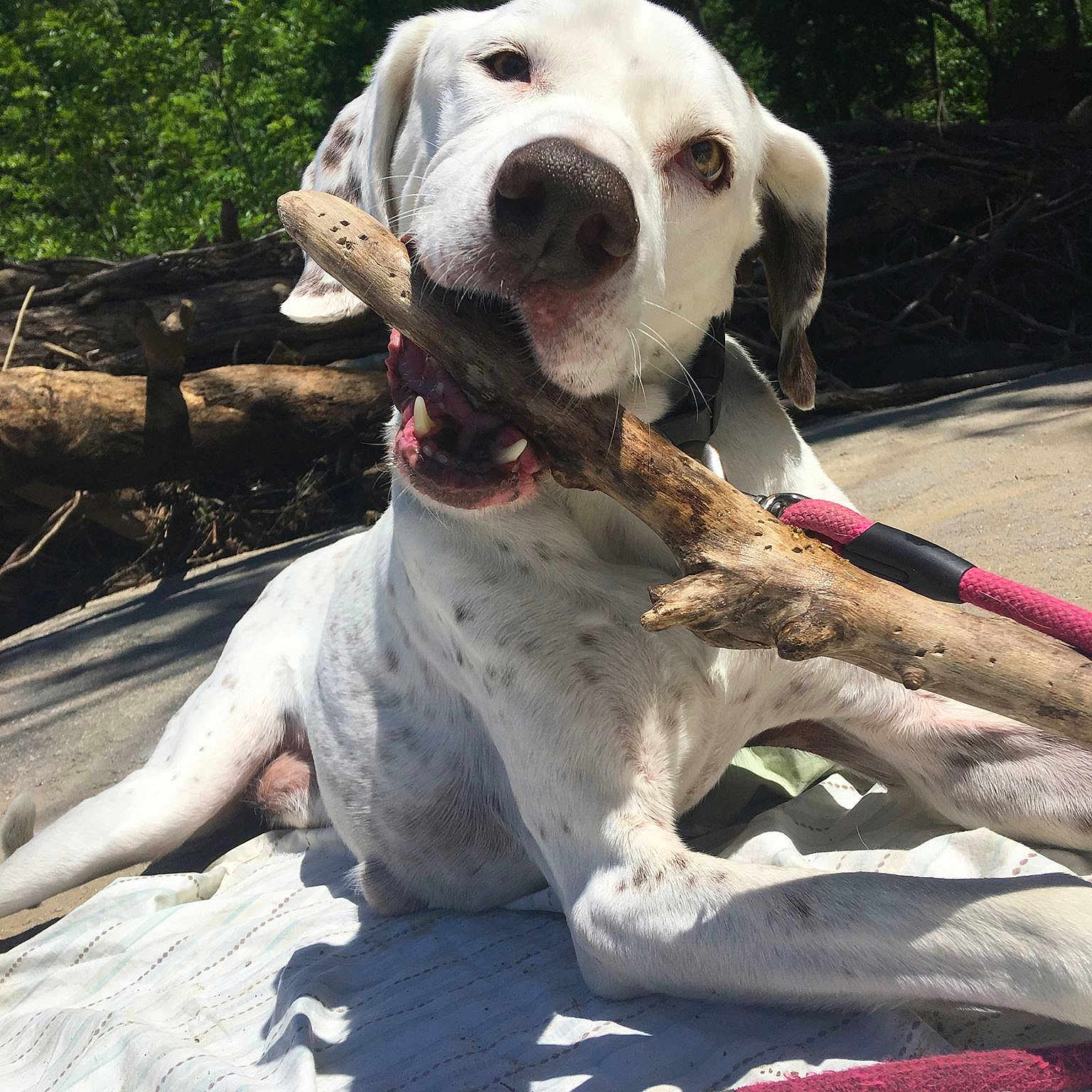 Jeb joined the competition — help win amazing prizes! carnivoran, dog, dog_breed, dog_like_mammal, dogo_argentino, great_dane, non_sporting_group, pointer, snout, sporting_group