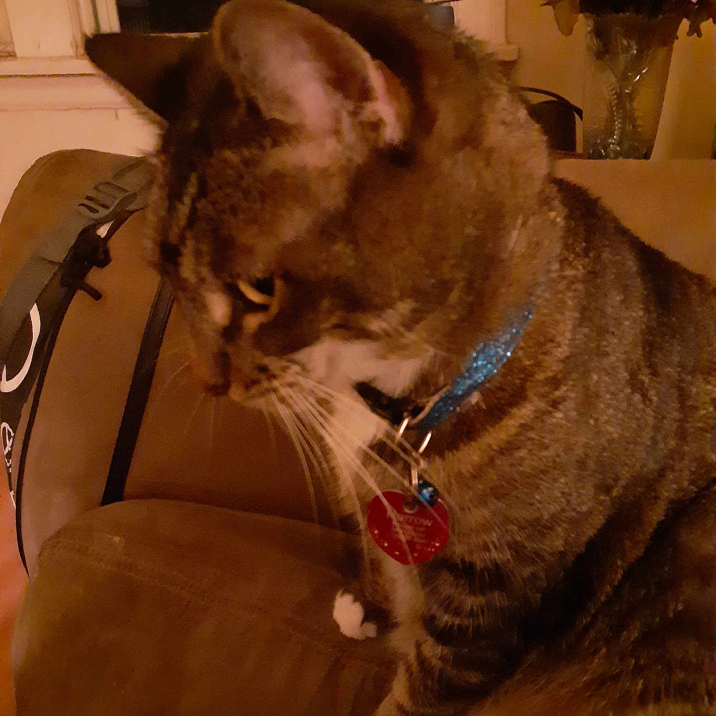 Harrow joined the competition — help win amazing prizes! abyssinian, accessories, animal, architecture, armchair, building, cat, chair, couch, flower, flowerarrangement, flowerbouquet, furniture, geranium, indoors, livingroom, pet, plant, pottedplant, room