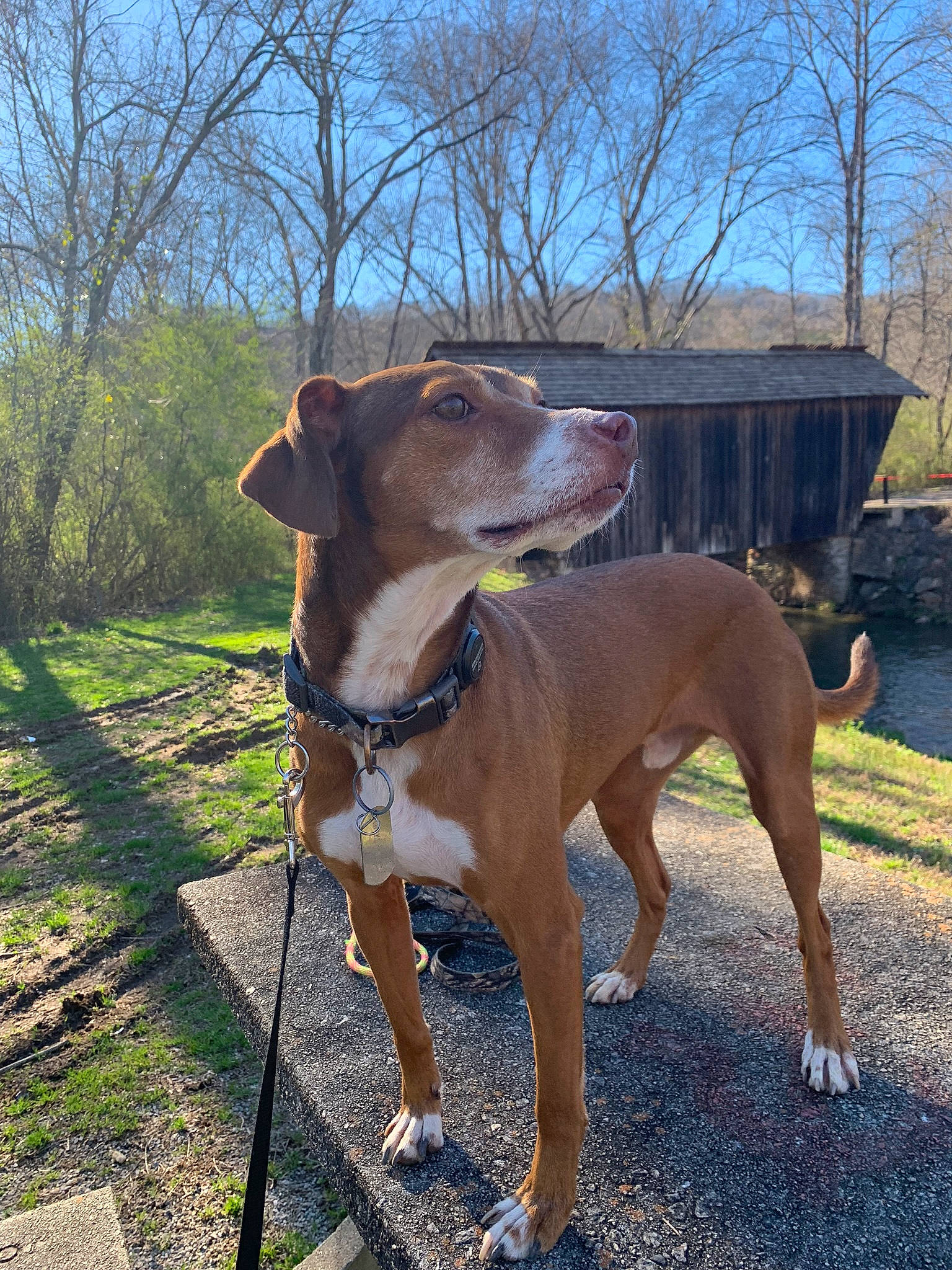 Tucker is registered to the contest to win money with this photo: canidae, carnivore, channel, collar, companion_dog, dog, dog_breed, dog_collar, dog_supply, fawn, hunting_dog, leash, liver, mammal, pet_supply, snout, sporting_group, tail, working_animal, working_dog