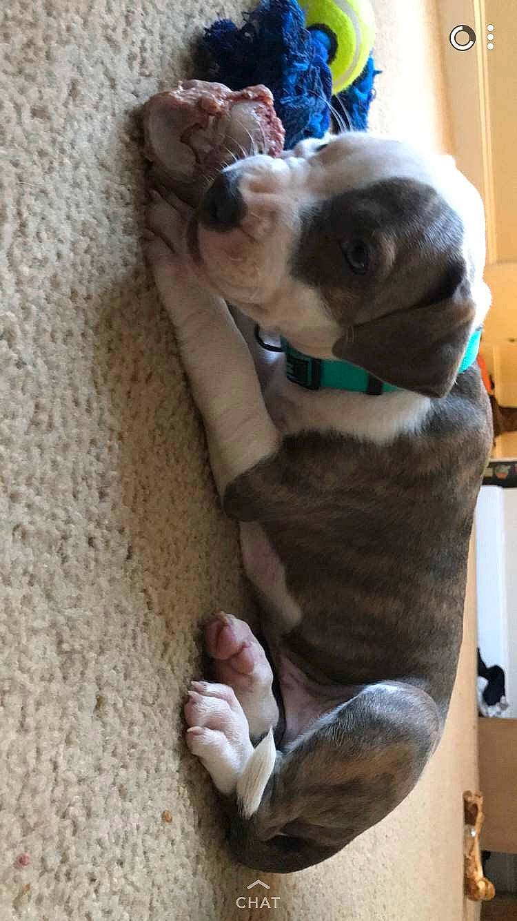 Tucker joined the competition — help win amazing prizes! canidae, carnivore, collar, comfort, companion_dog, dog, dog_breed, dog_collar, dog_supply, fawn, foot, paw, pet_supply, puppy, snout, sporting_group, toe, toy_dog, vertebrate, working_animal