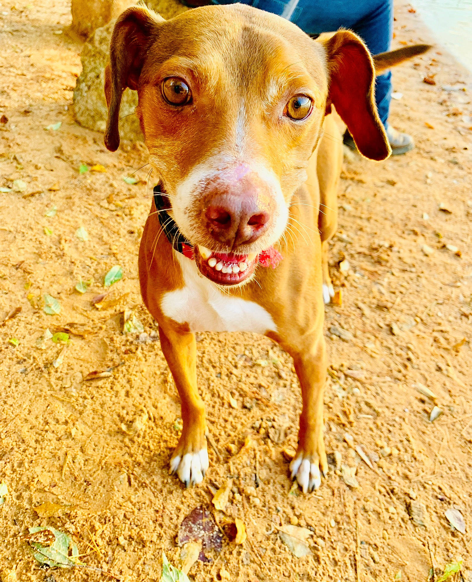 Tucker is registered to the contest to win money with this photo: canidae, carnivore, collar, companion_dog, dog, dog_breed, fawn, liver, organ, organism, sand, skin, snout, sporting_group, summer, sunlight, tongue, working_animal