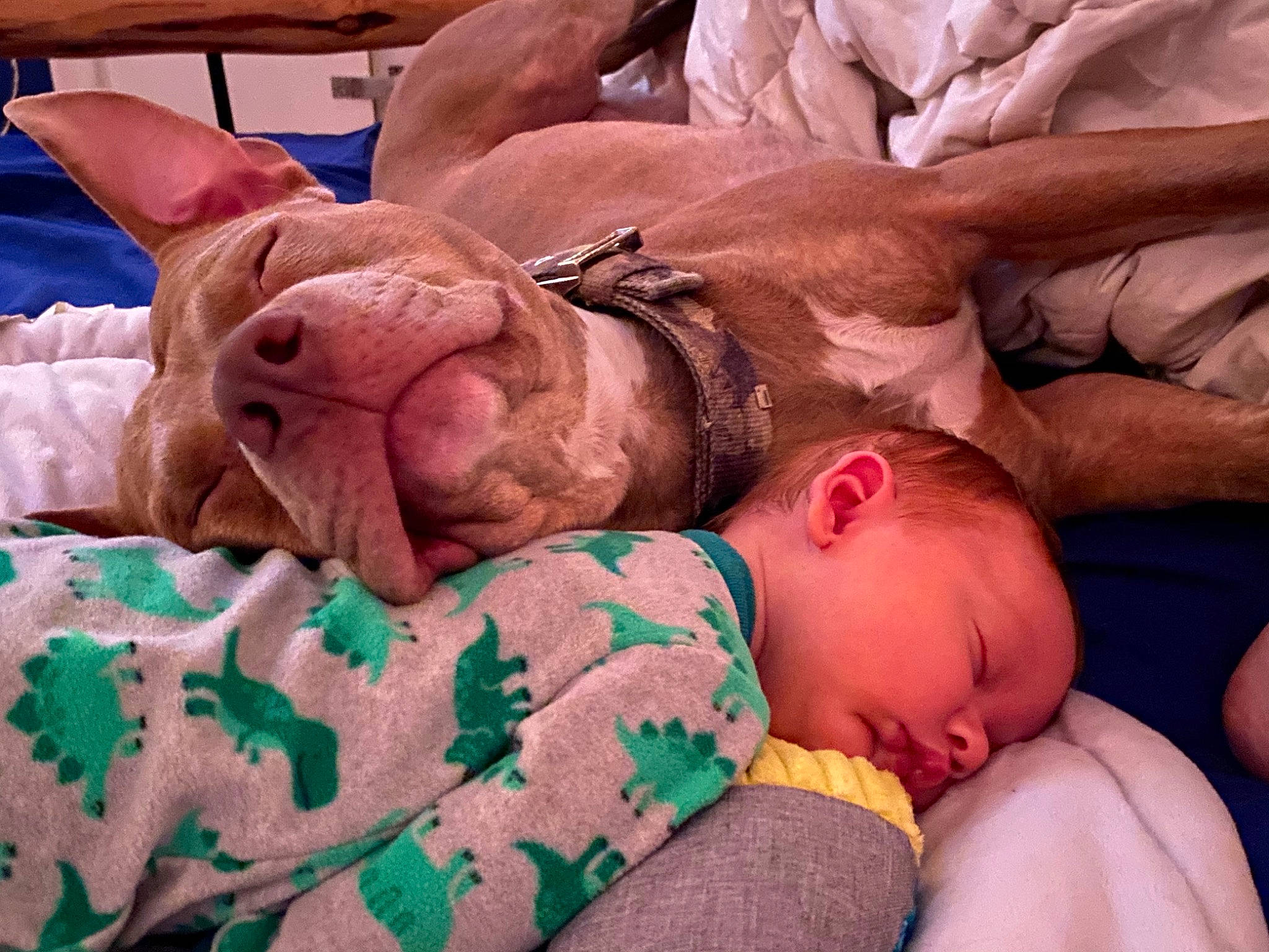 Titus is registered to the contest to win money with this photo: baby, baby_products, baby_sleeping, baby_toddler_clothing, bedtime, canidae, carnivore, comfort, dog, dog_breed, dog_supply, fawn, linens, nap, non_sporting_group, skin, sleep, snout, working_dog, wrinkle