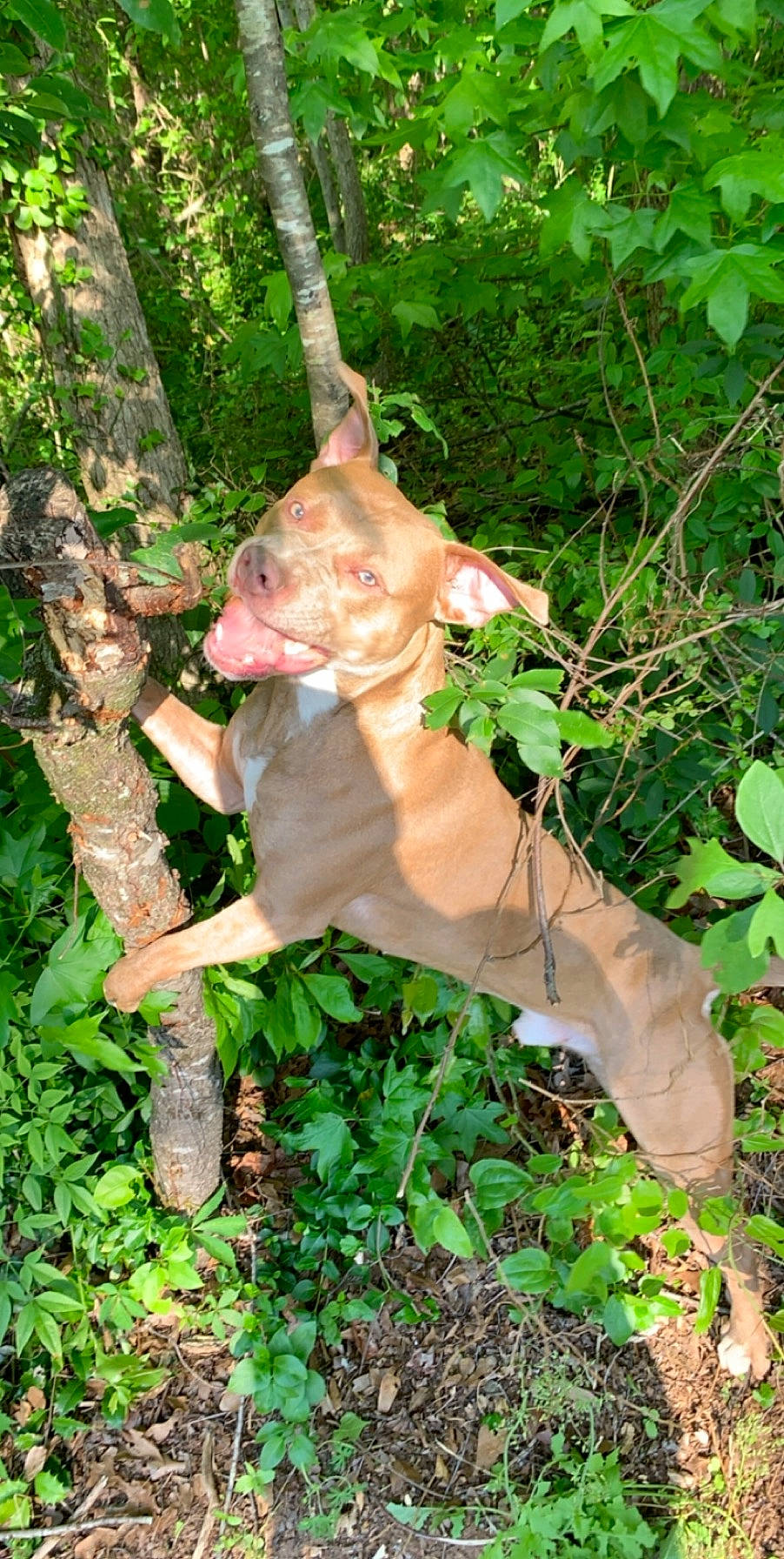 Titus joined the competition — help win amazing prizes! fawn, figurine, forest, groundcover, jungle, lawn_ornament, leaf, liver, old_growth_forest, peach, sculpture, snout, soil, subshrub, terrestrial_animal, terrestrial_plant, toy, trunk, woodland, working_animal