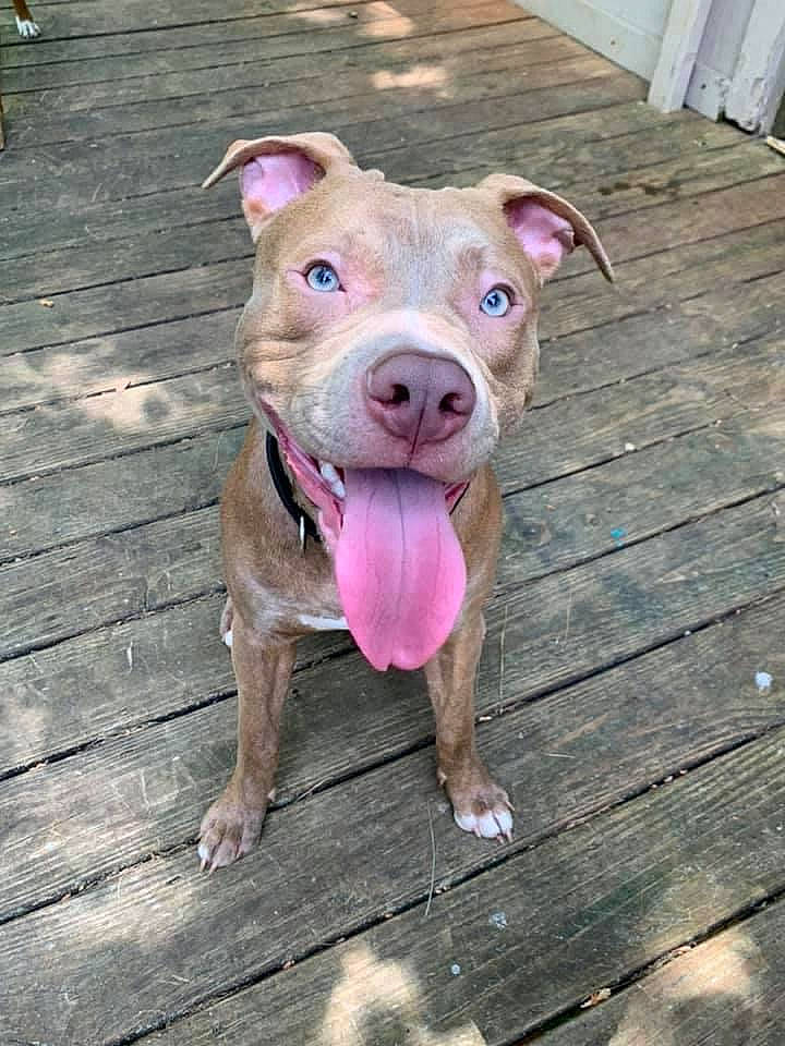 Titus joined the competition — help win amazing prizes! canidae, carnivore, companion_dog, dog, dog_breed, fawn, hardwood, jaw, liver, non_sporting_group, pink, plank, skin, snout, tongue, wood, wood_flooring, wood_stain, working_animal, working_dog