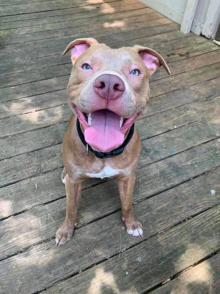 Titus joined the competition — help win amazing prizes! canidae, carnivore, companion_dog, dog, dog_breed, fawn, hardwood, liver, non_sporting_group, pink, plank, skin, snout, sporting_group, suidae, tongue, wood, wood_flooring, wood_stain, working_animal