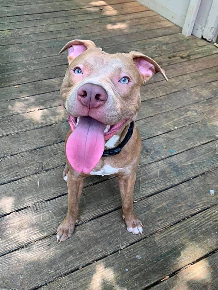 Titus is registered to the contest to win money with this photo: canidae, carnivore, companion_dog, dog, dog_breed, dog_supply, fawn, hardwood, liver, non_sporting_group, pet_supply, pink, plank, skin, snout, sporting_group, wood, wood_flooring, wood_stain, working_animal