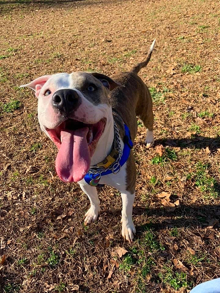 Zoe Jane is registered to the contest to win money with this photo: canidae, carnivore, collar, companion_dog, dog, dog_breed, dog_clothes, dog_collar, dog_supply, hunting_dog, leash, liver, mammal, pet_supply, snout, sporting_group, tail, tongue, working_animal, working_dog