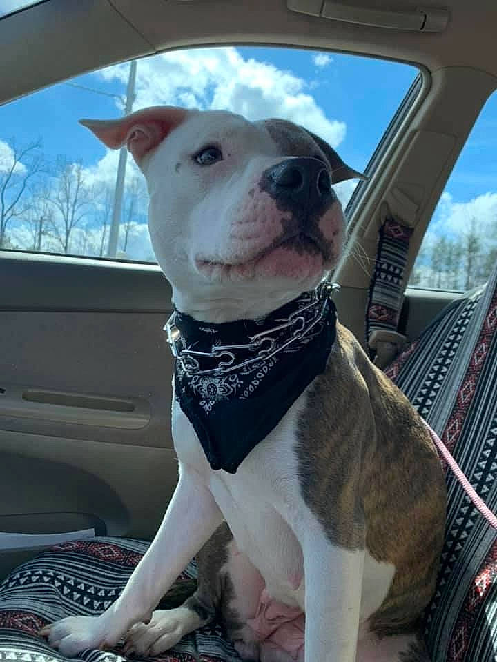 Zoe Jane joined the competition — help win amazing prizes! automotive_mirror, automotive_window_part, canidae, car_seat, carnivore, collar, companion_dog, dog, dog_breed, dog_collar, glass, pet_supply, rear_view_mirror, snout, sporting_group, vehicle_door, vertebrate, windshield, working_animal, working_dog