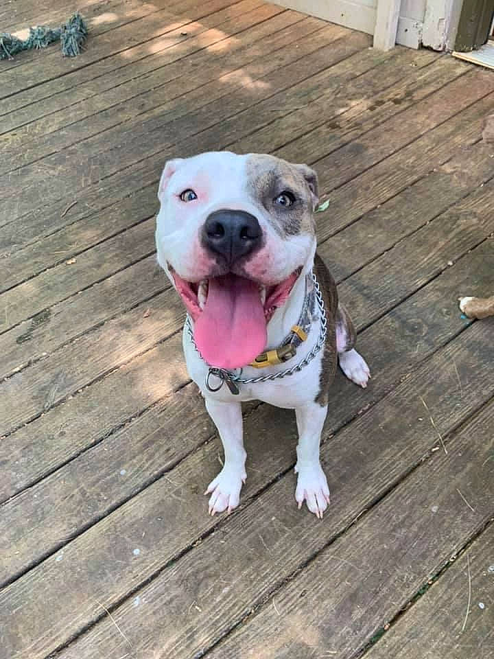 Zoe Jane is registered to the contest to win money with this photo: canidae, carnivore, collar, companion_dog, dog, dog_breed, dog_collar, fawn, floor, flooring, hardwood, mammal, pet_supply, snout, sporting_group, whiskers, wood, wood_flooring, wood_stain, working_animal