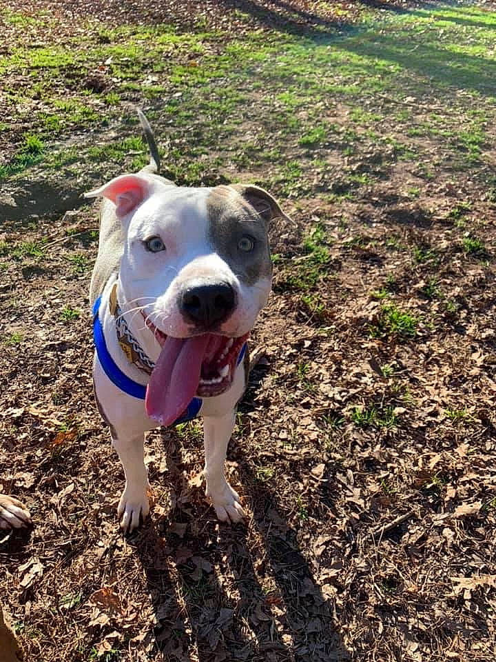 Zoe Jane is registered to the contest to win money with this photo: canidae, carnivore, collar, companion_dog, dog, dog_breed, dog_collar, dogo_guatemalteco, grass, groundcover, lawn, non_sporting_group, pet_supply, shadow, snout, soil, sporting_group, sunlight, working_animal, working_dog