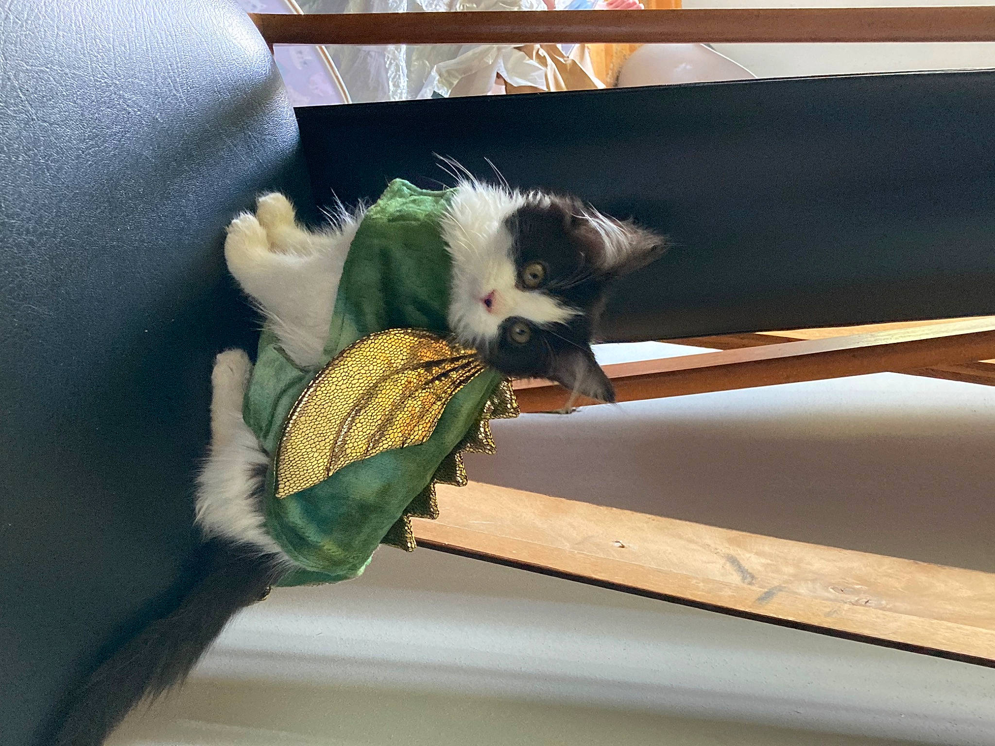 Ada is registered to the contest to win money with this photo: canidae, carnivore, claw, comfort, companion_dog, couch, fawn, felidae, foot, fur, plant, room, small_to_medium_sized_cats, tail, terrestrial_animal, textile, tints_and_shades, whiskers, window, wood