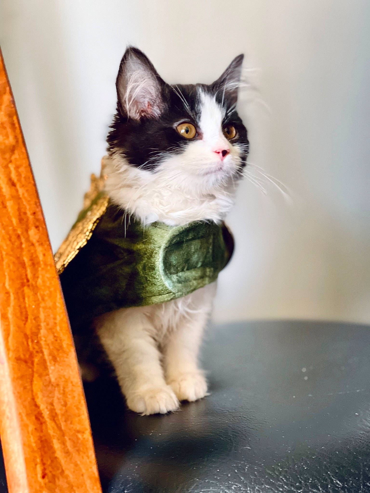 Ada is registered to the contest to win money with this photo: art, carnivore, cat, domestic_short_haired_cat, felidae, foot, fur, grass, paw, sitting, small_to_medium_sized_cats, snout, tail, terrestrial_animal, whiskers, wood