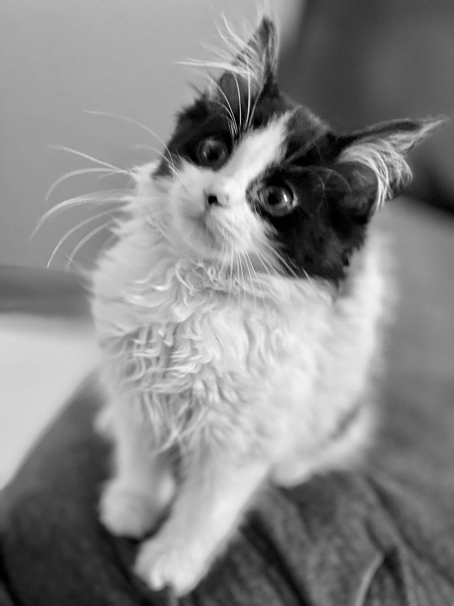 Ada is registered to the contest to win money with this photo: carnivore, cat, claw, close_up, domestic_short_haired_cat, felidae, fur, monochrome, monochrome_photography, paw, plant, small_to_medium_sized_cats, snout, style, tail, whiskers