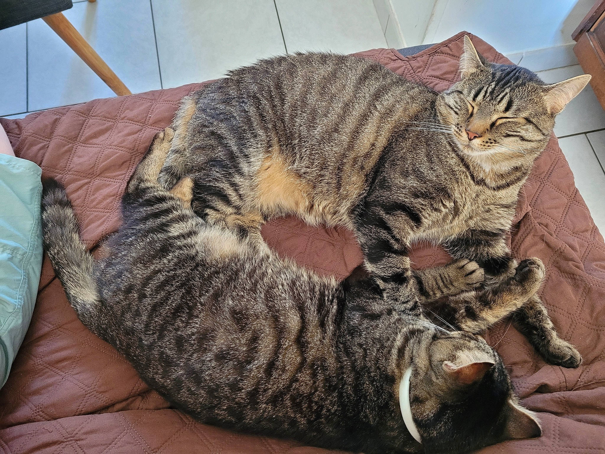 Pilou Et Poushka a rejoint le concours — aidez-le/la à gagner de superbes lots ! carnivore, cat, claw, comfort, domestic_short_haired_cat, felidae, fur, military_camouflage, nap, pattern, paw, sleep, small_to_medium_sized_cats, snout, tail, terrestrial_animal, whiskers