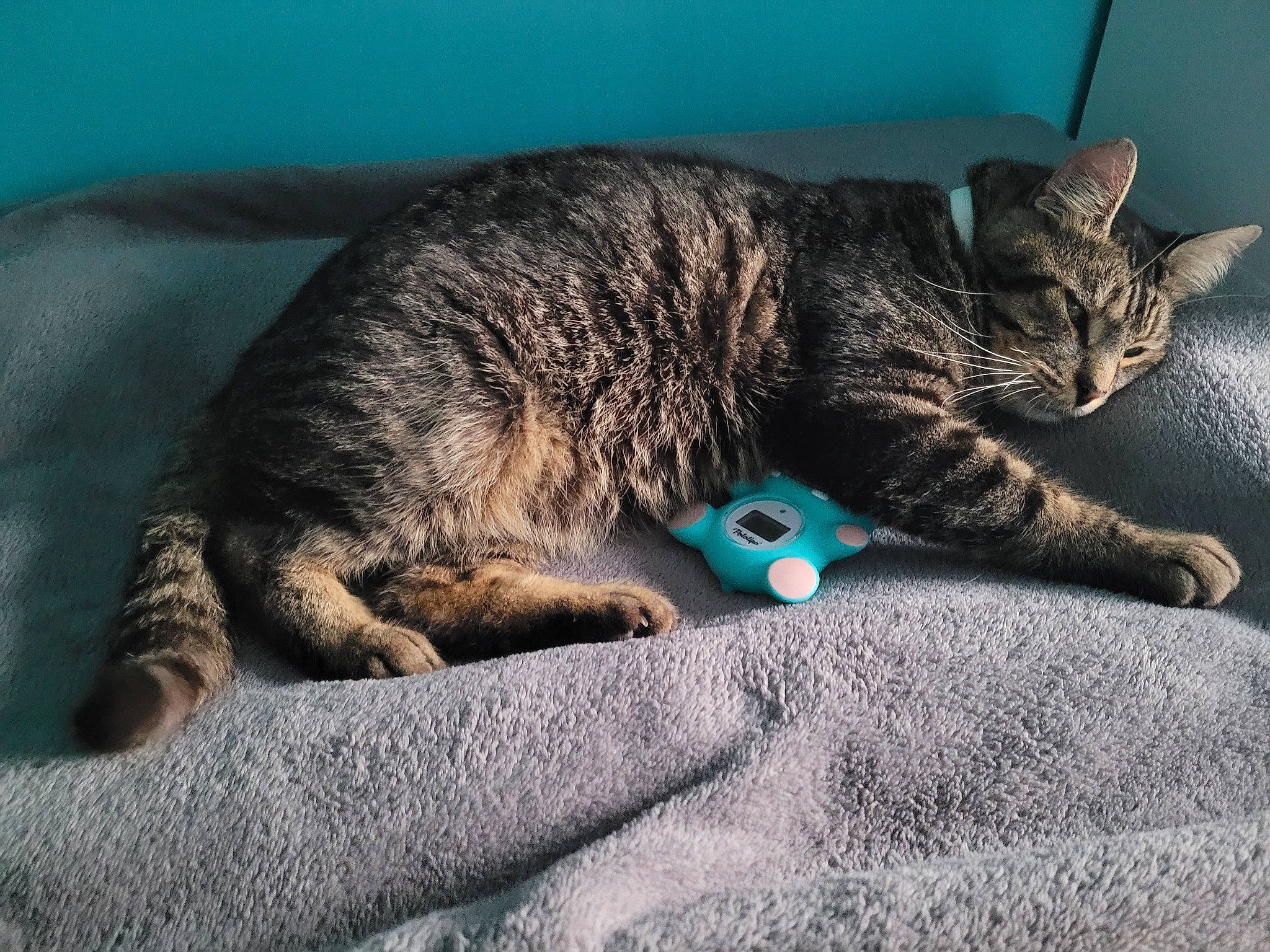 Pilou Et Poushka a rejoint le concours — aidez-le/la à gagner de superbes lots ! blue, carnivore, cat, claw, comfort, domestic_short_haired_cat, felidae, fur, grey, nap, paw, sitting, sleep, small_to_medium_sized_cats, snout, tail, terrestrial_animal, whiskers