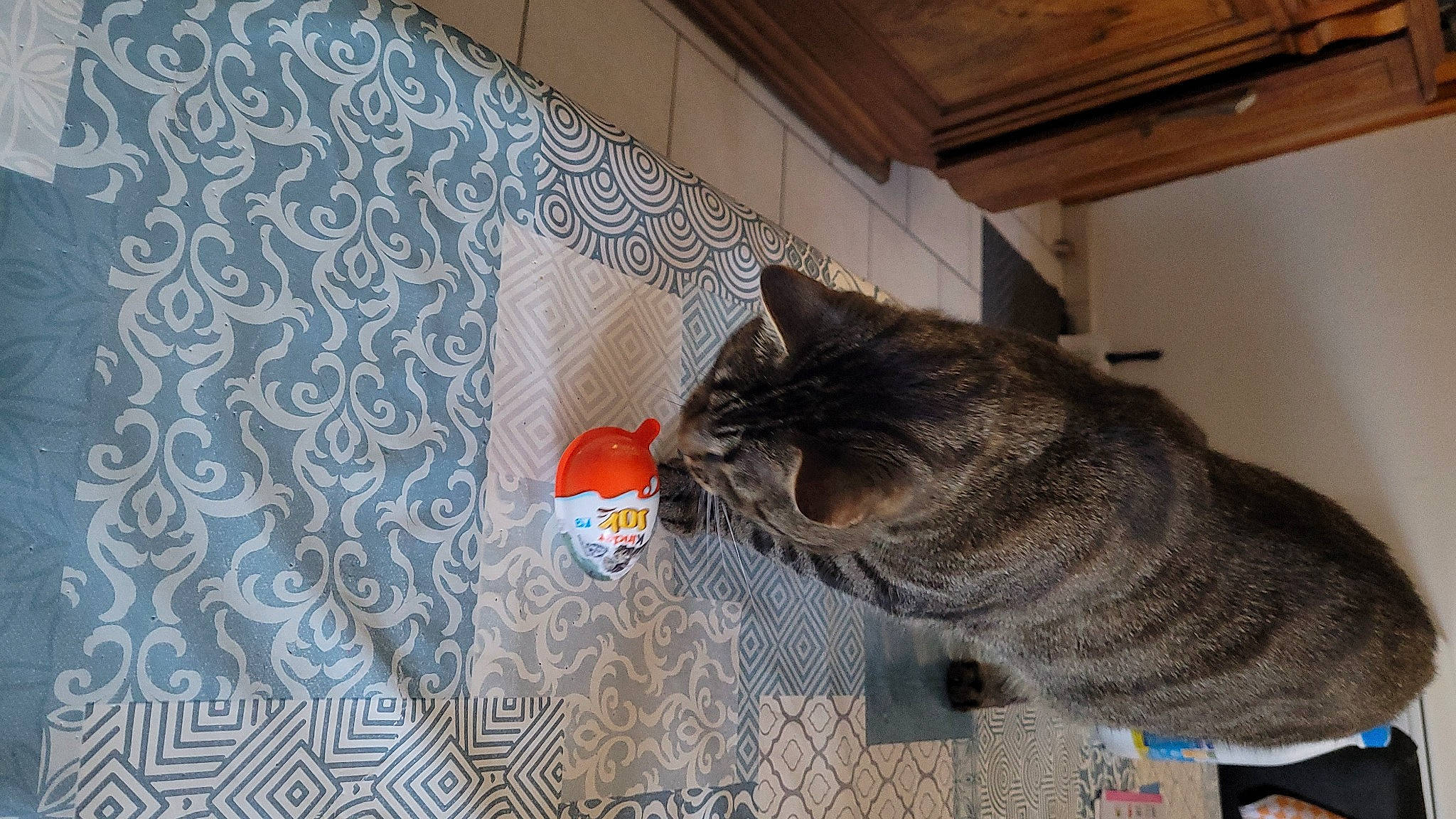 Pilou Et Poushka participe au concours pour gagner de l'argent avec cette photo : carnivore, cat, ceiling, comfort, domestic_short_haired_cat, fawn, felidae, floor, flooring, fur, grey, hardwood, linens, pattern, room, small_to_medium_sized_cats, snout, tail, whiskers, wood