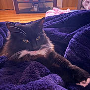Salem is registered to the contest to win money with this photo: animal, black_cat, blanket, cat, cozy, cute, domestic, fluffy, furniture, indoor, living_room, paw, pet, picture_frames, purple_blanket, relaxing, shelf, stretching, white_whiskers, wooden_floor