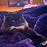 animal, black_cat, blanket, cat, cozy, cute, domestic, fluffy, furniture, indoor, living_room, paw, pet, picture_frames, purple_blanket, relaxing, shelf, stretching, white_whiskers, wooden_floor