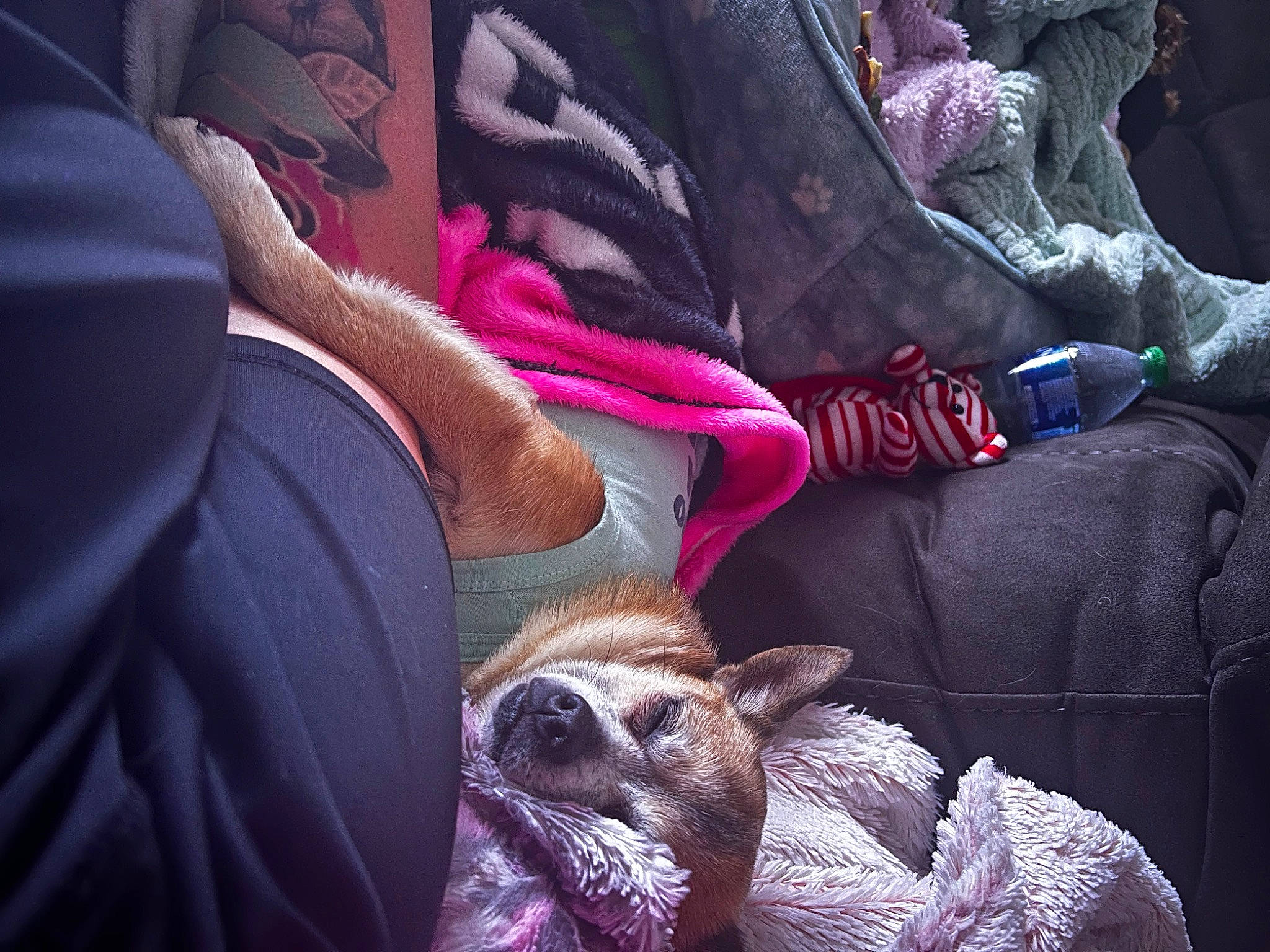 Chico is registered to the contest to win money with this photo: carmine, carnivore, comfort, companion_dog, couch, dog, dog_breed, fawn, fur, human_leg, linens, magenta, pillow, purple, textile, throw_pillow, toy_dog, whiskers, working_animal, wrinkle