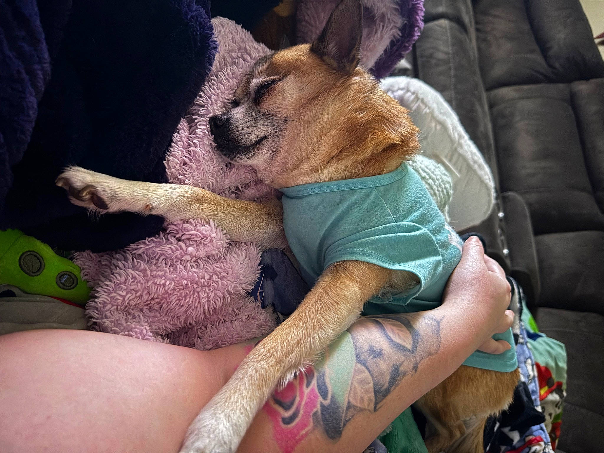 Chico is registered to the contest to win money with this photo: calf, carnivore, comfort, companion_dog, couch, dog, dog_breed, elbow, fawn, felidae, foot, human_leg, knee, lap, nail, shorts, temporary_tattoo, thigh, whiskers, wrist