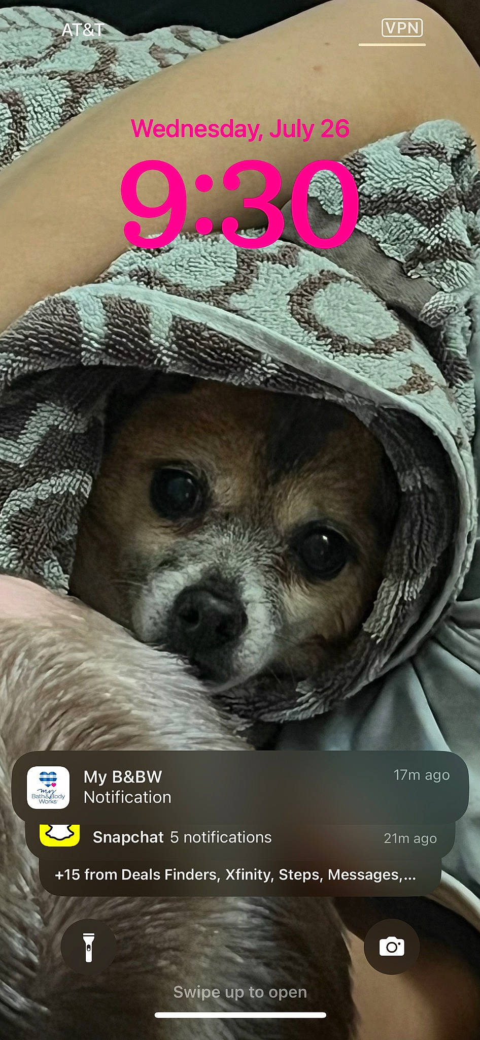 Chico joined the competition — help win amazing prizes! canidae, carnivore, companion_dog, dog, dog_breed, dog_clothes, dog_supply, font, fur, hat, magazine, pattern, personal_protective_equipment, photo_caption, puppy, snout, sporting_group, terrestrial_animal, toy_dog, whiskers