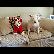 Maggy is registered to the contest to win money with this photo: animal, beige, canine, companion, couch, cozy, cute, dog, furniture, home, indoor, living_room, pet, pillow, plush_toy, relaxing, sitting, stuffed_animal, toy, white_dog