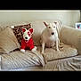 animal, beige, canine, companion, couch, cozy, cute, dog, furniture, home, indoor, living_room, pet, pillow, plush_toy, relaxing, sitting, stuffed_animal, toy, white_dog