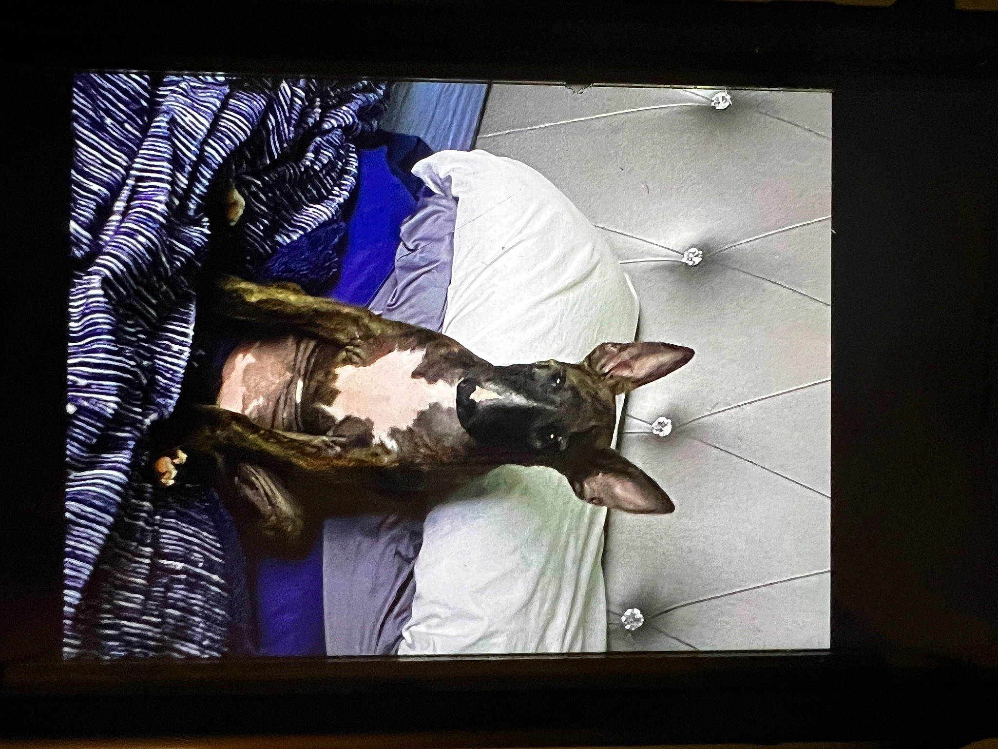 Aryabella joined the competition — help win amazing prizes! animation, art, bat, darkness, display_device, fictional_character, formal_wear, glass, metal, multimedia, picture_frame, rectangle, room, square, still_life_photography, tints_and_shades, visual_arts, window