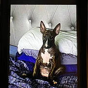 Aryabella joined the competition — help win amazing prizes! animal, background, bed, blanket, brown_dog, cozy, curious, dog, domestic, ears, furniture, indoor, pet, pillow, portrait, resting, sitting, striped_blanket, tufted_headboard, white_chest