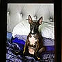 animal, background, bed, blanket, brown_dog, cozy, curious, dog, domestic, ears, furniture, indoor, pet, pillow, portrait, resting, sitting, striped_blanket, tufted_headboard, white_chest