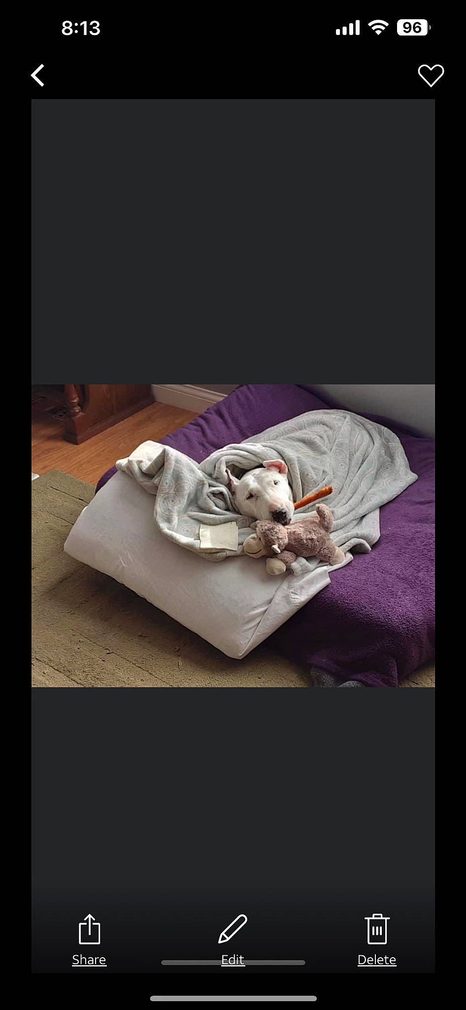 Maggy joined the competition — help win amazing prizes! baby_products, bed, bed_sheet, bedding, bedroom, carnivore, comfort, companion_dog, darkness, fawn, grey, linens, magenta, nap, pillow, rectangle, room, still_life_photography, throw_pillow, whiskers