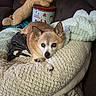 animal, blanket, brown_fur, canine, comfort, couch, cozy, cute, decor, dog, fur, home, indoor, pet_bed, plush_toy, relaxing, resting, small_dog, snuggle, stuffed_animal